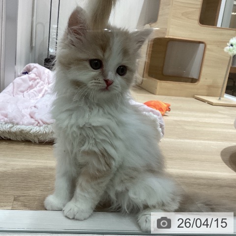 埼玉県のスコティッシュフォールド (ペットプラス ピオニウォーク東松山店/2026年2月8日生まれ/女の子/クリームタビーホワイト)の子猫の4枚目の画像