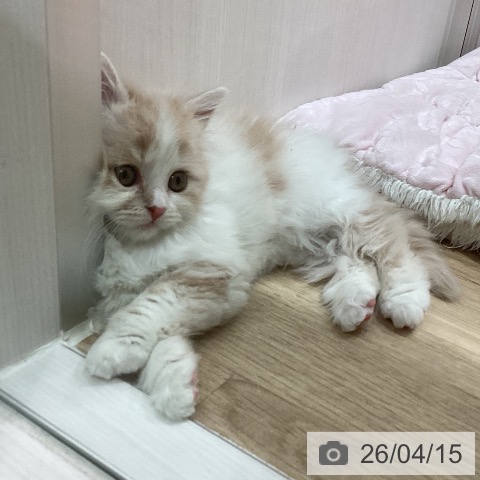 埼玉県のスコティッシュフォールド (ペットプラス ピオニウォーク東松山店/2026年2月8日生まれ/女の子/クリームタビーホワイト)の子猫の4枚目の画像