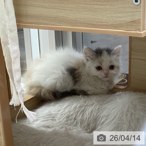 スコティッシュフォールドの写真