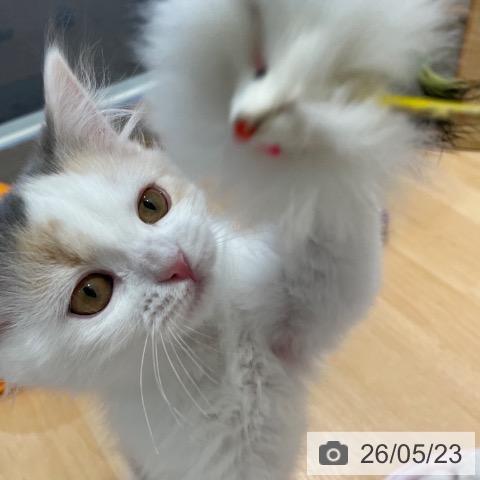 スコティッシュフォールドの写真