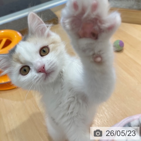 スコティッシュフォールドの写真