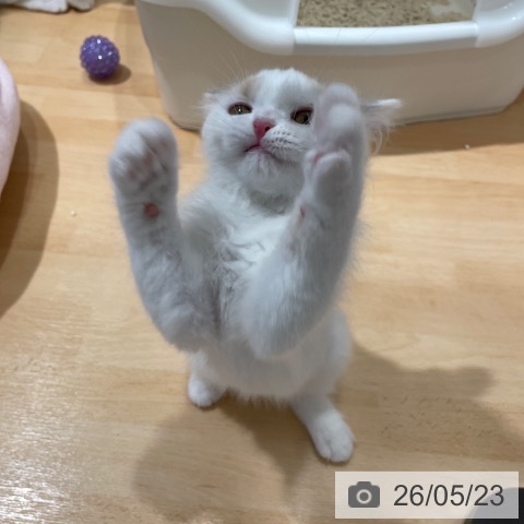 スコティッシュフォールドの写真