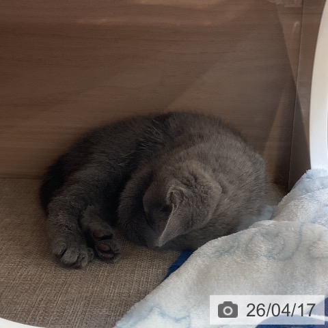 埼玉県のロシアンブルー (ペッツワン 浦和美園店/2026年2月6日生まれ/女の子/ブルー)の子猫の4枚目の画像