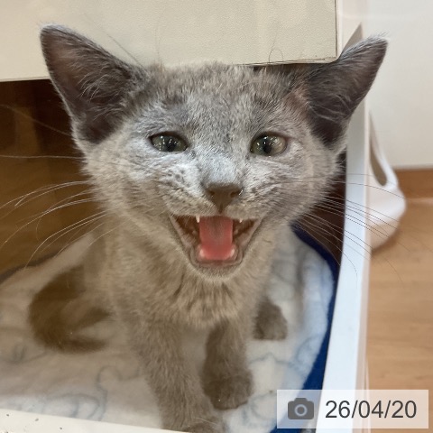 埼玉県のロシアンブルー (ペッツワン 浦和美園店/2026年2月6日生まれ/女の子/ブルー)の子猫の3枚目の画像