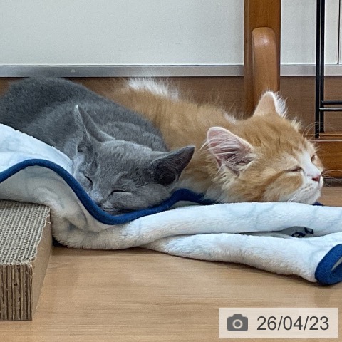 埼玉県のロシアンブルー (ペッツワン 浦和美園店/2026年2月6日生まれ/女の子/ブルー)の子猫の4枚目の画像