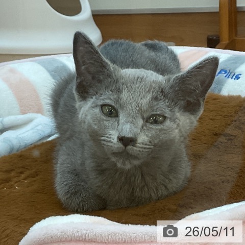 埼玉県のロシアンブルー (ペッツワン 浦和美園店/2026年2月6日生まれ/女の子/ブルー)の子猫の3枚目の画像