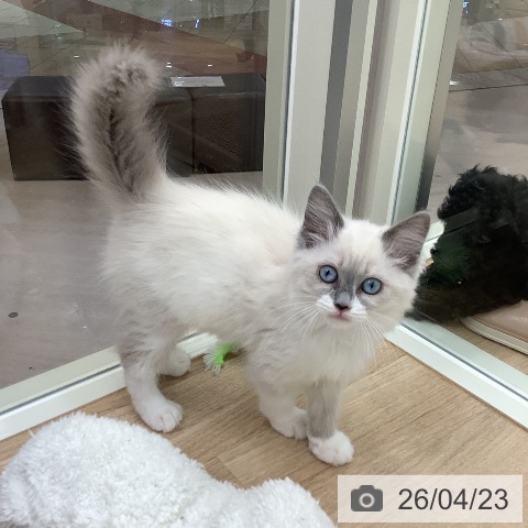 東京都のラグドール (ペットプラス 日の出店/2026年2月6日生まれ/女の子/ブルーポイントミテッド)の子猫の3枚目の画像