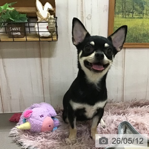 チワワの写真