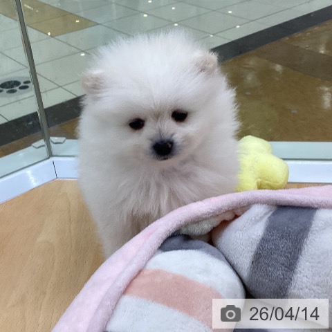 ポメラニアンの写真