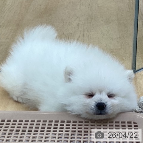 埼玉県のポメラニアン (ペットプラス 羽生店/2026年2月12日生まれ/女の子/クリーム)の子犬の4枚目の画像