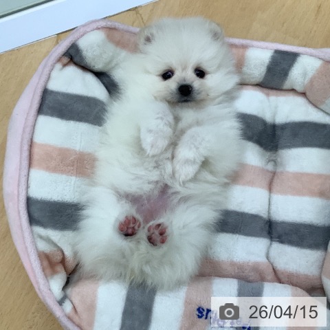埼玉県のポメラニアン (ペットプラス 羽生店/2026年2月12日生まれ/女の子/クリーム)の子犬の3枚目の画像