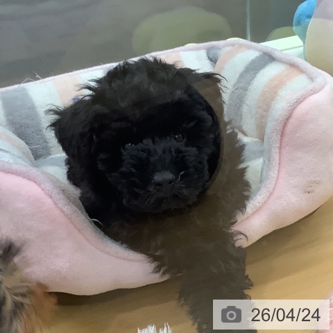 長野県のトイプードル(トイ) (ペットプラス 松本店/2026年2月11日生まれ/男の子/ブラック)の子犬の4枚目の画像