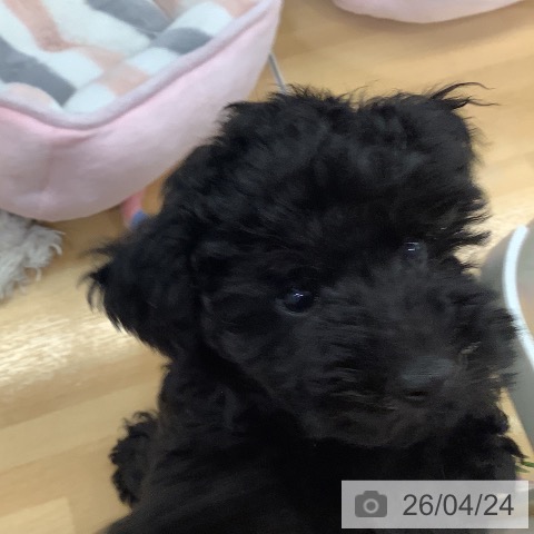 長野県のトイプードル(トイ) (ペットプラス 松本店/2026年2月11日生まれ/男の子/ブラック)の子犬の3枚目の画像
