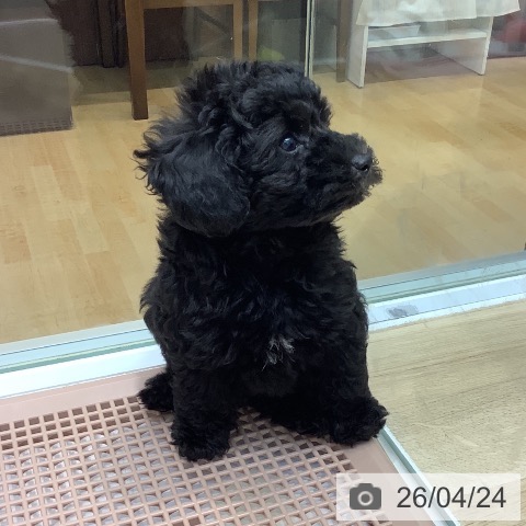 埼玉県のトイプードル(トイ) (ペットプラス ららぽーと新三郷店/2026年2月11日生まれ/男の子/ブラック)の子犬の4枚目の画像