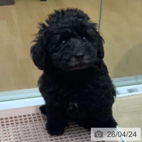 埼玉県のトイプードル(トイ) (ペットプラス ららぽーと新三郷店/2026年2月11日生まれ/男の子/ブラック)の子犬の3枚目の画像