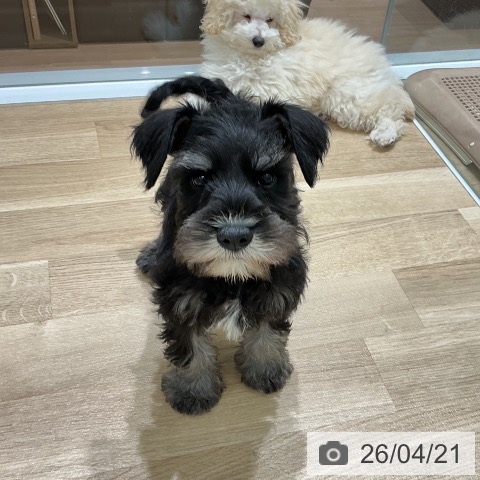 宮城県のミニチュアシュナウザー (ペットプラス 名取店/2026年2月7日生まれ/男の子/ブラックシルバー)の子犬の3枚目の画像