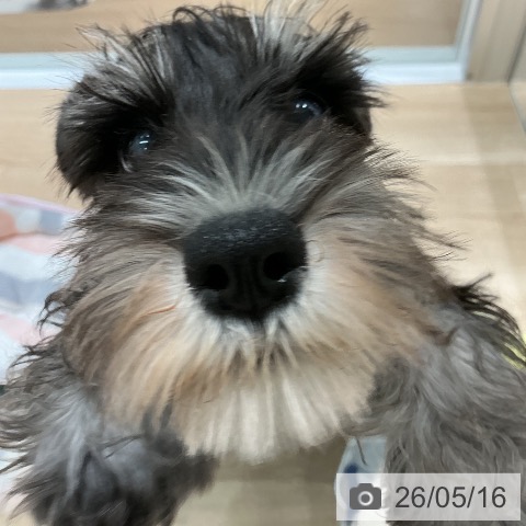ミニチュア・シュナウザーの写真