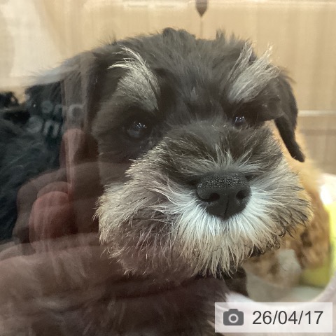 神奈川県のミニチュアシュナウザー (ペッツワン 横須賀久里浜店/2026年2月7日生まれ/女の子/ブラックシルバー)の子犬の3枚目の画像