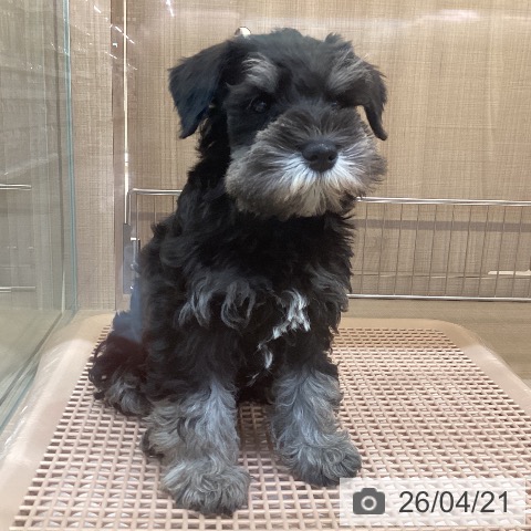 ミニチュア・シュナウザーの写真