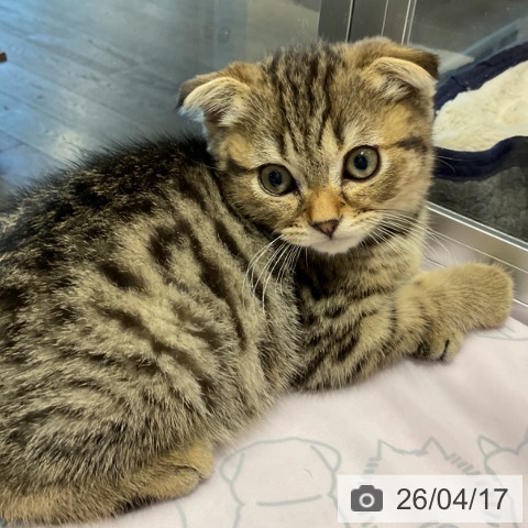 埼玉県のスコティッシュフォールド (ペットプラス コクーンシティ店/2026年1月29日生まれ/男の子/ブラウンタビー)の子猫の4枚目の画像