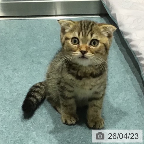 埼玉県のスコティッシュフォールド (ペットプラス コクーンシティ店/2026年1月29日生まれ/男の子/ブラウンタビー)の子猫の3枚目の画像