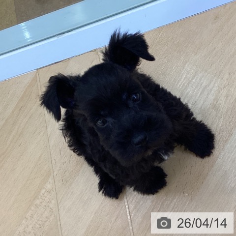 ミニチュア・シュナウザーの写真