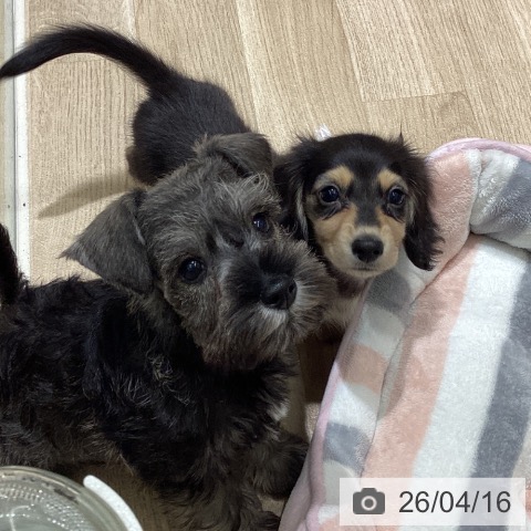 ミニチュア・シュナウザーの写真