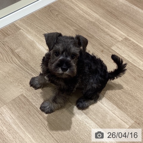 ミニチュア・シュナウザーの写真