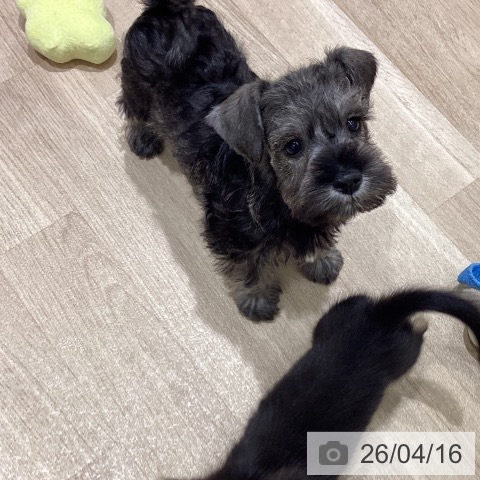 ミニチュア・シュナウザーの写真