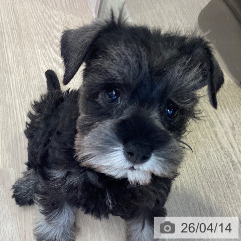 ミニチュア・シュナウザーの写真