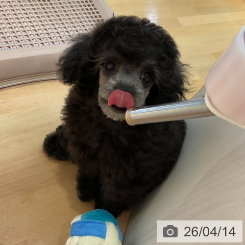 トイ・プードルの写真