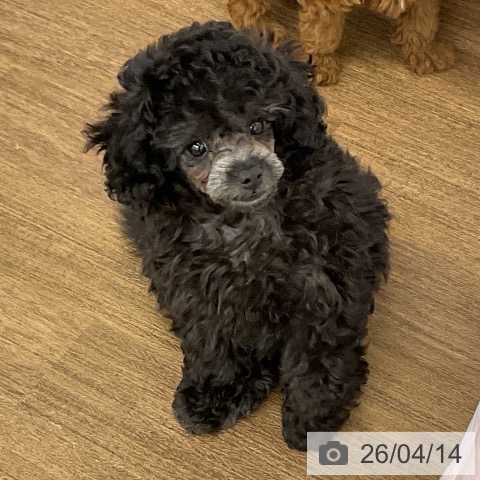 トイ・プードルの写真