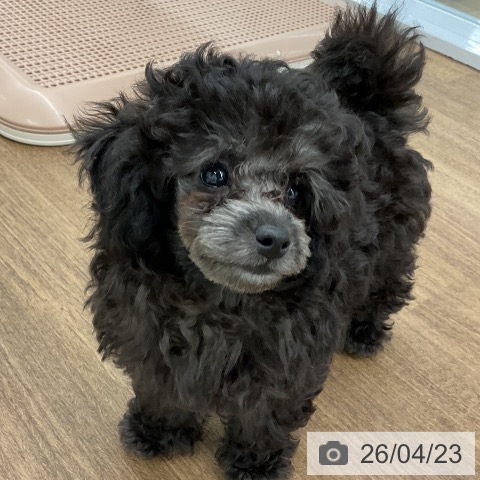 千葉県のトイプードル(トイ) (ペッツワン 千葉ニュータウン店/2026年2月11日生まれ/女の子/グレー)の子犬の4枚目の画像