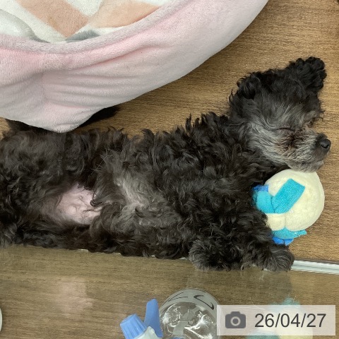 千葉県のトイプードル(トイ) (ペッツワン 千葉ニュータウン店/2026年2月11日生まれ/女の子/グレー)の子犬の3枚目の画像