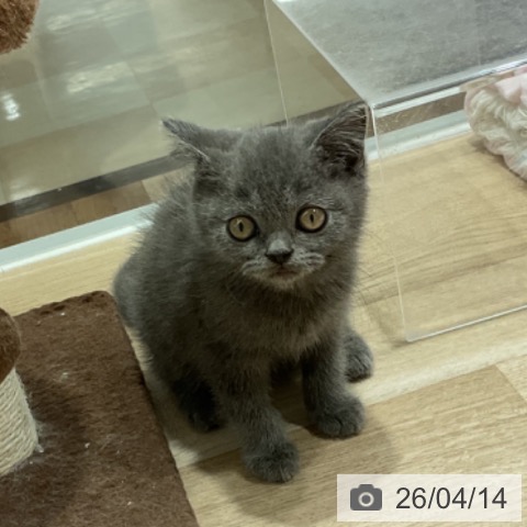 ブリティッシュショートヘアの写真