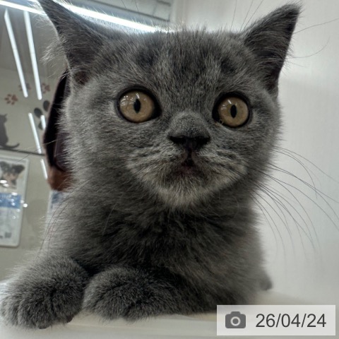 長野県のブリティッシュショートヘアー (ペットプラス 長野店/2026年2月12日生まれ/男の子/ブルー)の子猫の4枚目の画像