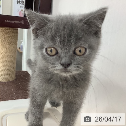 長野県のブリティッシュショートヘアー (ペットプラス 長野店/2026年2月12日生まれ/男の子/ブルー)の子猫の3枚目の画像