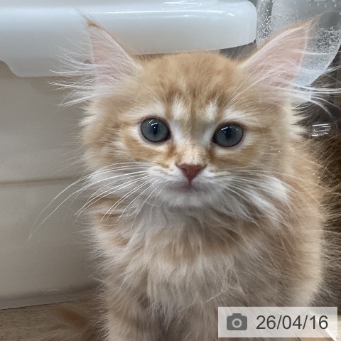 宮城県のサイベリアン (ペットプラス 仙台上杉店/2026年2月7日生まれ/女の子/レッドタビー)の子猫の3枚目の画像