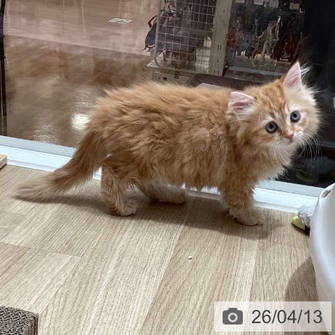 サイベリアンの写真