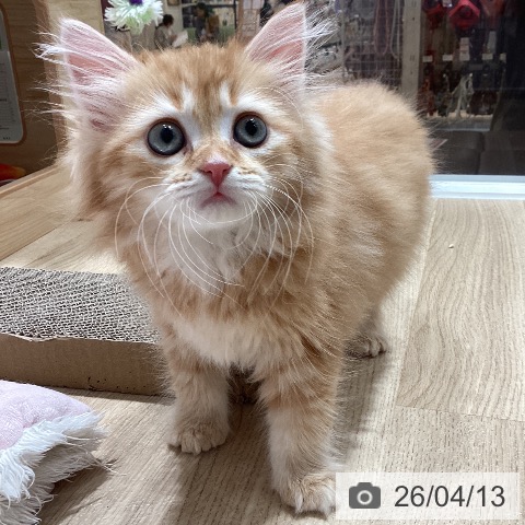 サイベリアンの写真