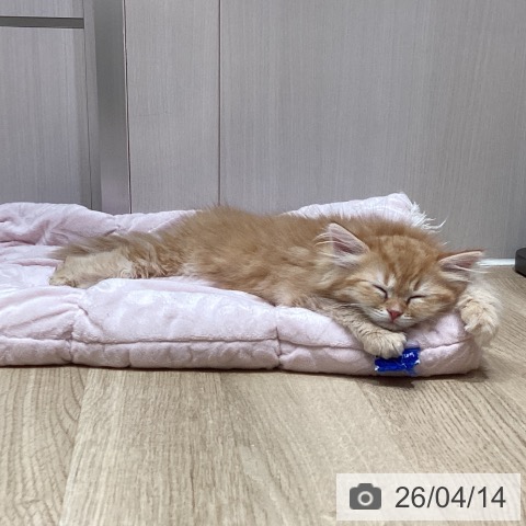 サイベリアンの写真