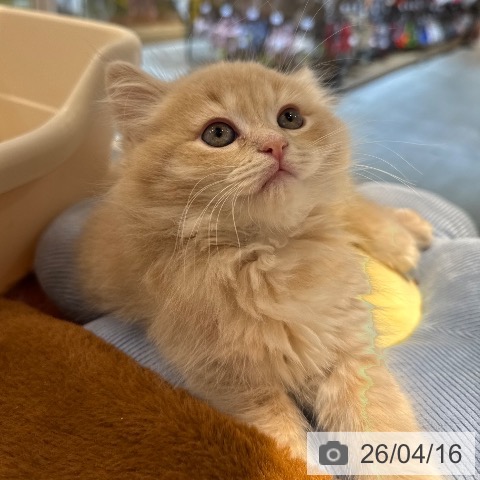 東京都のサイベリアン (ペットプラス アクアシティお台場店/2026年2月8日生まれ/男の子/クリームマッカレルタビー)の子猫の4枚目の画像