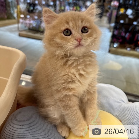 東京都のサイベリアン (ペットプラス アクアシティお台場店/2026年2月8日生まれ/男の子/クリームマッカレルタビー)の子猫の3枚目の画像