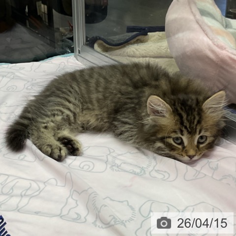 サイベリアンの写真