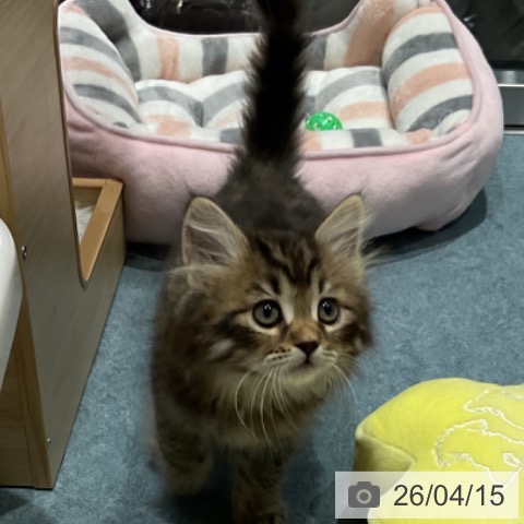 サイベリアンの写真