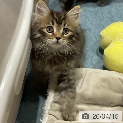 サイベリアンの写真