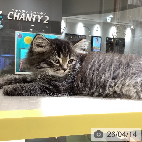 サイベリアンの写真