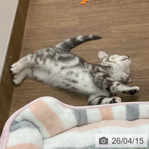 埼玉県のアメリカンショートヘアー (ペッツワン 吉川美南店/2026年2月1日生まれ/女の子/シルバーパッチドタビー)の子猫の3枚目の画像