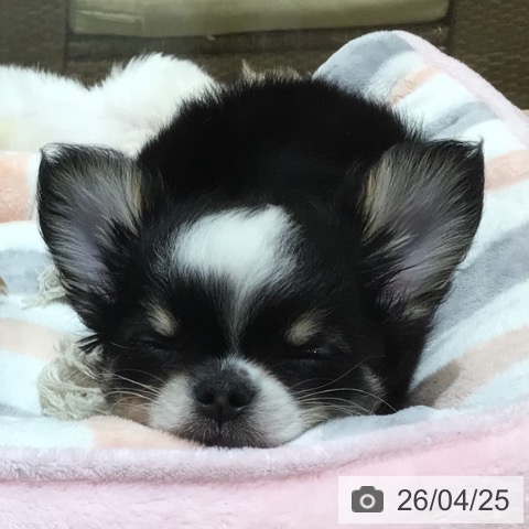 神奈川県のチワワ(ロング) (ペットプラス 川崎ルフロン店/2026年2月13日生まれ/男の子/ブラックタンホワイト)の子犬の4枚目の画像