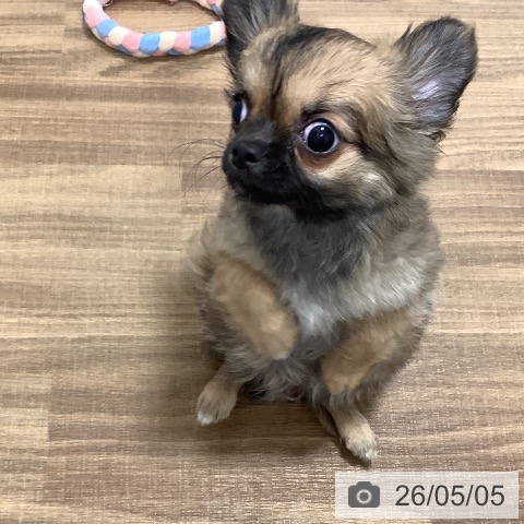 茨城県のチワワ(ロング) (ペッツワン 阿見店/2026年2月12日生まれ/男の子/レッドセーブルホワイト)の子犬の4枚目の画像